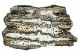 Mammoth Molar Slice with Case - South Carolina #266457-1